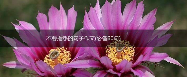 不要抱怨的句子作文(必备60句),第1张