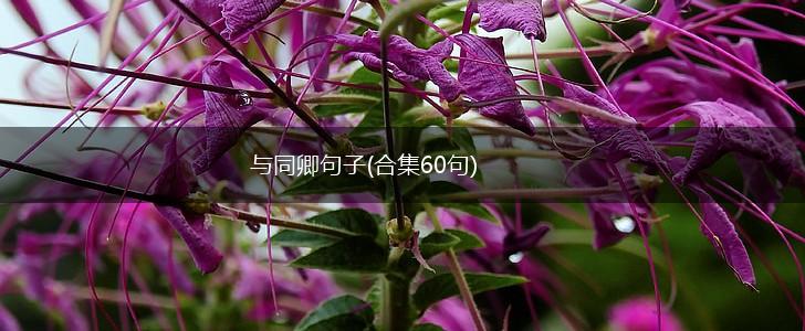 与同卿句子(合集60句),第1张