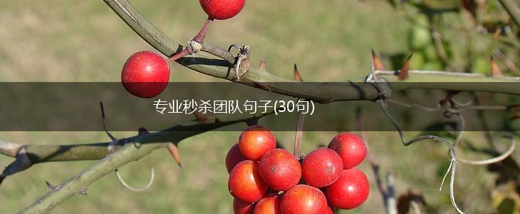 专业秒杀团队句子(30句),第1张