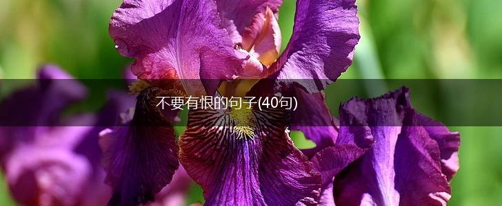 不要有恨的句子(40句),第1张
