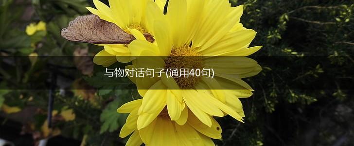 与物对话句子(通用40句),第1张