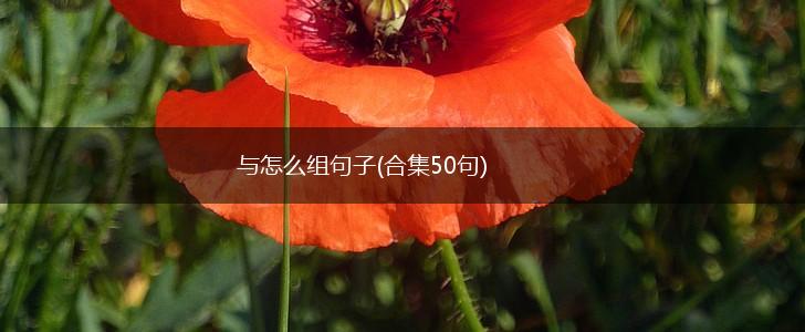 与怎么组句子(合集50句),第1张