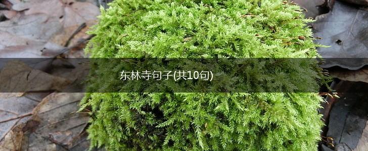 东林寺句子(共10句),第1张