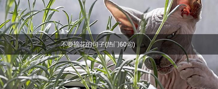 不要摘花的句子(热门60句),第1张