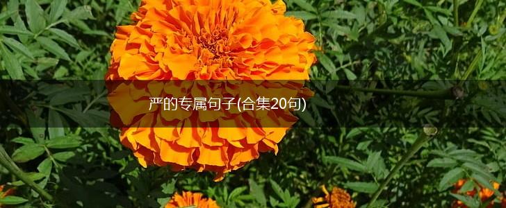 严的专属句子(合集20句),第1张