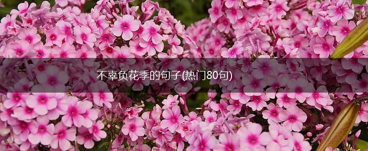 不辜负花季的句子(热门80句),第1张