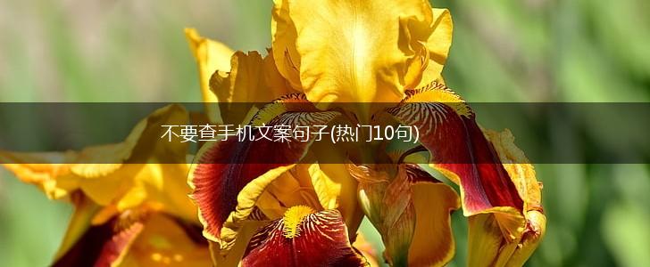 不要查手机文案句子(热门10句),第1张