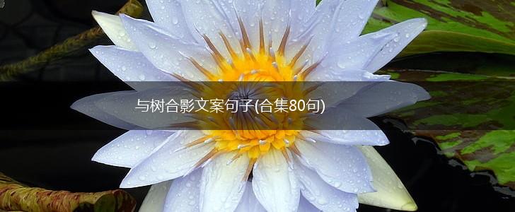 与树合影文案句子(合集80句),第1张