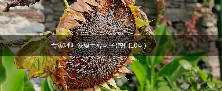 专家呼吁恢复土葬句子(热门10句),第1张