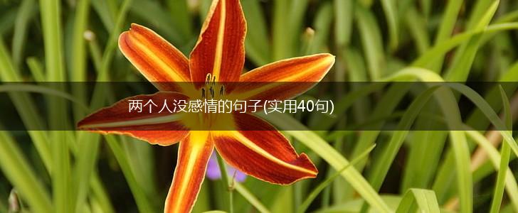 两个人没感情的句子(实用40句),第1张