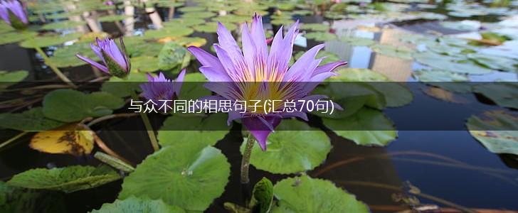 与众不同的相思句子(汇总70句),第1张
