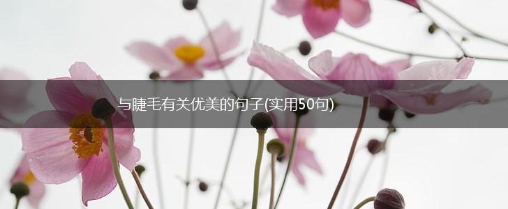 与睫毛有关优美的句子(实用50句),第1张