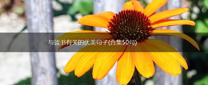 与读书有关的优美句子(合集50句),第1张