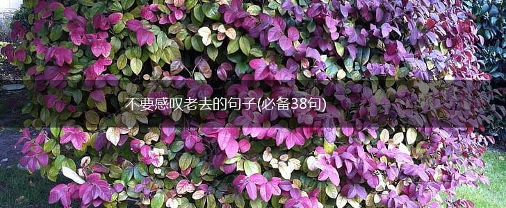 不要感叹老去的句子(必备38句),第1张