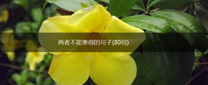 两者不能兼得的句子(80句),第1张