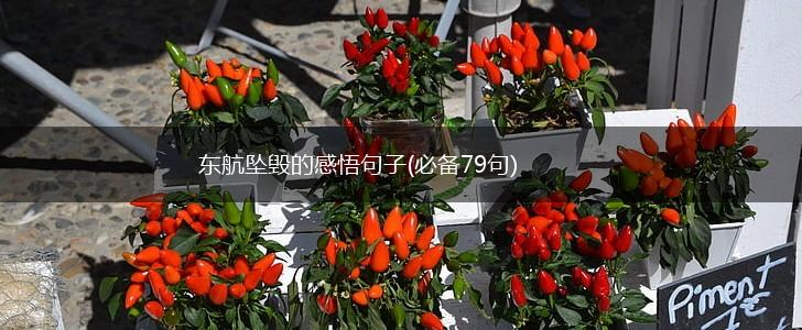 东航坠毁的感悟句子(必备79句),第1张