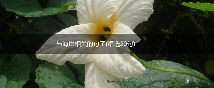 与海岸相关的句子(精选20句),第1张
