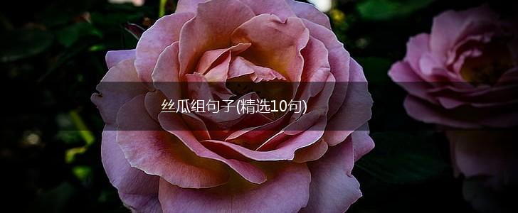 丝瓜组句子(精选10句),第1张
