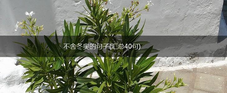不舍冬奥的句子(汇总40句),第1张