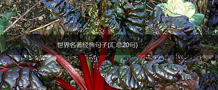 世界名著经典句子(汇总20句),第1张