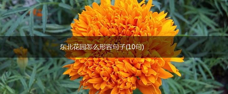 东北花园怎么形容句子(10句),第1张