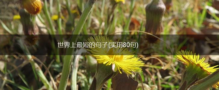 世界上最短的句子(实用80句),第1张
