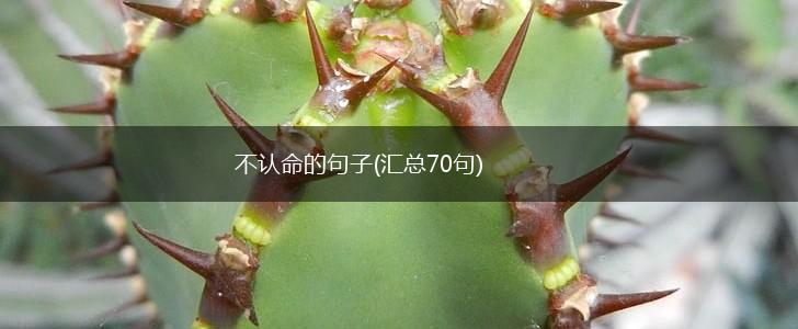 不认命的句子(汇总70句),第1张