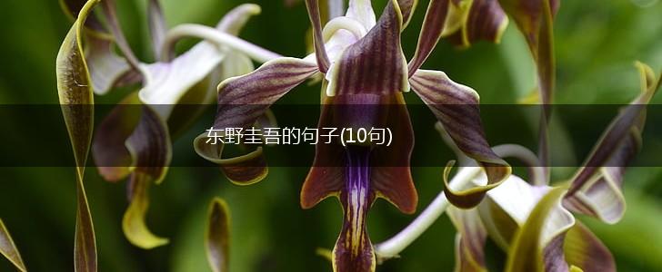 东野圭吾的句子(10句),第1张