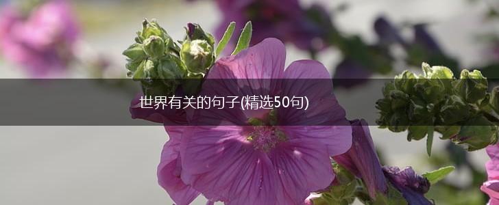 世界有关的句子(精选50句),第1张