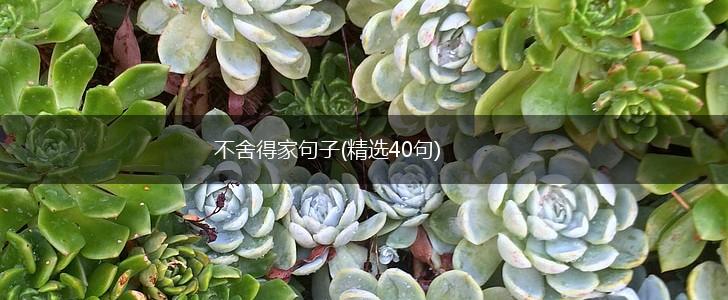 不舍得家句子(精选40句),第1张