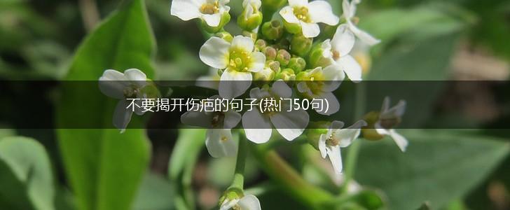 不要揭开伤疤的句子(热门50句),第1张