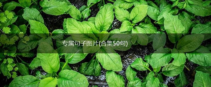 专属句子图片(合集50句),第1张
