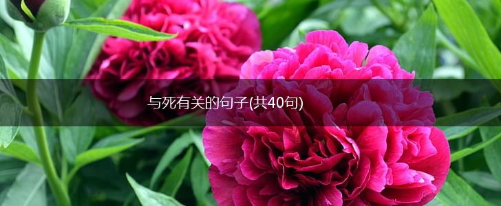 与死有关的句子(共40句),第1张