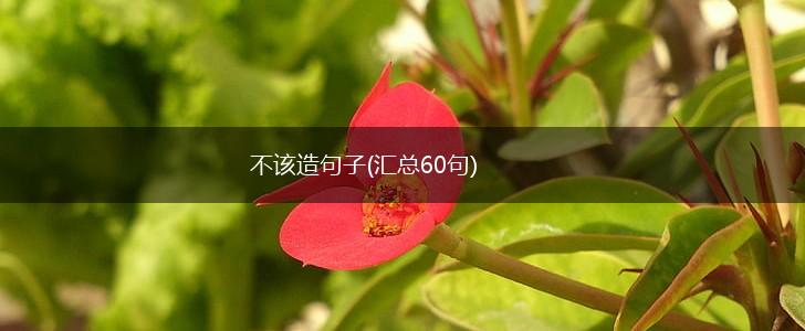 不该造句子(汇总60句),第1张