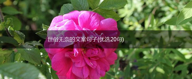 世俗无奈的文案句子(优选20句),第1张