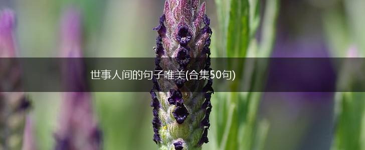 世事人间的句子唯美(合集50句),第1张