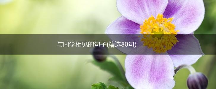 与同学相见的句子(精选80句),第1张