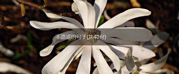 不造谣的句子(共40句),第1张