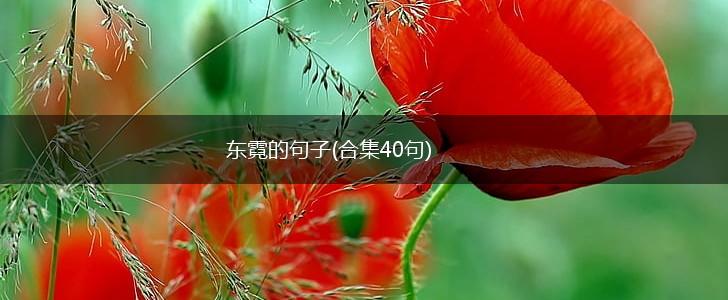 东霓的句子(合集40句),第1张