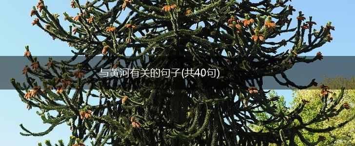 与黄河有关的句子(共40句),第1张