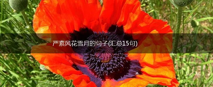 严素风花雪月的句子(汇总15句),第1张