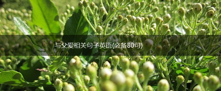 与父爱相关句子英语(必备80句),第1张