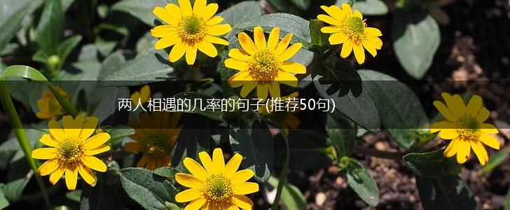 两人相遇的几率的句子(推荐50句),第1张