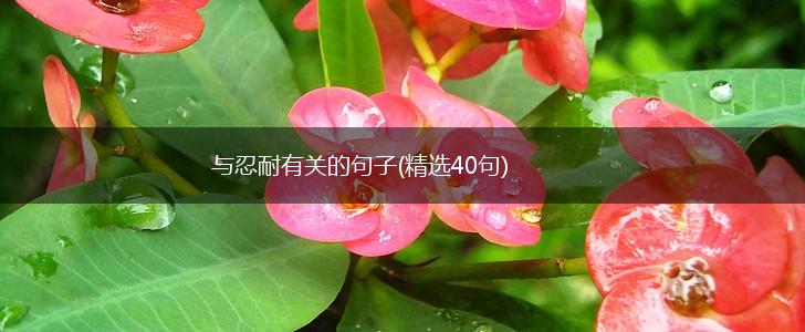 与忍耐有关的句子(精选40句),第1张