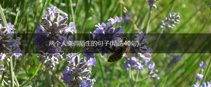 两个人变得陌生的句子(精选40句),第1张
