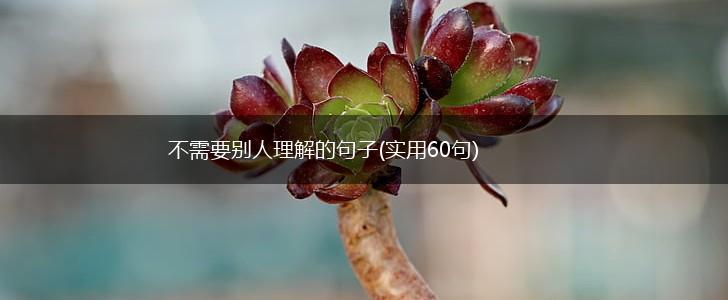 不需要别人理解的句子(实用60句),第1张