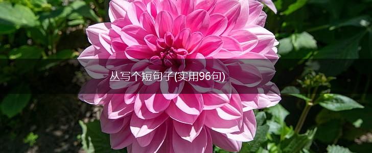 丛写个短句子(实用96句),第1张