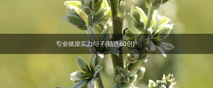 专业就是实力句子(精选60句),第1张