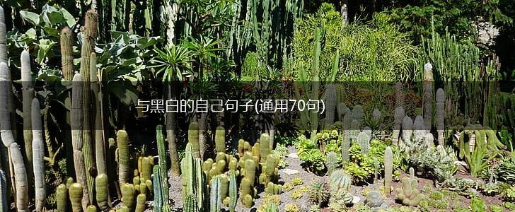 与黑白的自己句子(通用70句),第1张