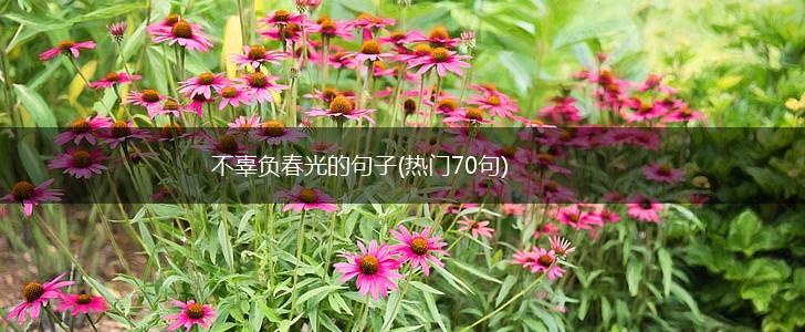 不辜负春光的句子(热门70句),第1张